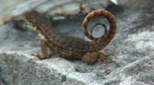 Saw Scaled Curly-Tail Lizard (Leiocephalus Carinatus Coryi) Near Conch Shell On Wall