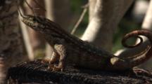 Saw Scaled Curly-Tail Lizard (Leiocephalus Carinatus Coryi) On A Branch In The Jungle