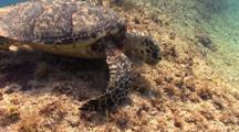 Hawksbill Sea Turtle Foraging For Food And Feeding, Grand Cayman, Caribbean.