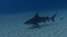 Bull Shark, Mexico, Wide