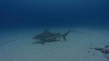 Bull Shark Swims Over Sandy Bottom
