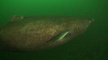 Greenland Shark Underwater Swimming