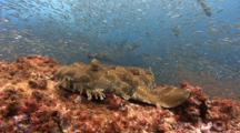 A Spotted Wobbegong Shark, Orectolobus Maculatus, A Flat Shark That Ambushes Predators Using Camouflage, Surrounded By Huge School Of Silversides. Gold Coast, Queensland, Australia, Pacific Ocean.