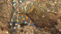 Blue-Ringed Octopus Hunting For Food In The Rubble, Batangas, Philippines, Pacific Ocean. This Is One Of The Most Deadly Venomous Animals On Earth.