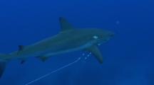 Caribbean Reef Shark, Carcharhinus Perezi, With Fishing Line Attached, In The Waters Of The Bahamas, Caribbean. 