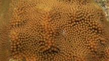 Lesser Star Coral, Montastrea Annularis, Releasing Planulae (Larvae) While Spawning, Bonaire, Netherlands Antilles, Caribbean Sea.
