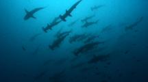 School Of Scalloped Hammerhead Sharks, Sphyrna Lewini, Swimming Over The Camera, Wolf Island, Galapagos Islands, Ecuador, Pacific. 