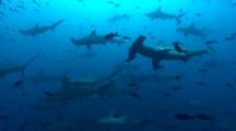 School Of Scalloped Hammerhead Sharks, Sphyrna Lewini, Swimming Over The Camera, Wolf Island, Galapagos Islands, Ecuador, Pacific. 
