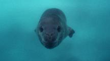 Underwater Shot Of Leopard Seal, Hydruga Leptonyx, Closely Investigating The Camera, Antarctica. Great Southern Ocean. 