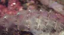 Reef Scorpionfish, Close-Up Of Venomous Spines. Batangas, Philippines, Pacific Ocean. 