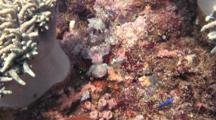 Reef Scorpionfish Catching Small Damselfish By Ambushing It. Batangas, Philippines, Pacific Ocean. 