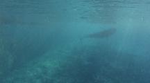 Underwater Shot Of Short-Finned Pilot Whale, Globicephala Macrorhynchus, Curacao, Caribbean Sea. 