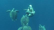 Green Sea Turtles Mating, Chelonia Mydas, With Other Males Trying To Horn In On The Action. Sipadan, Malaysia. 