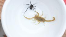 Scorpion Strikes And Stings Black Widow