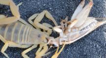 Scorpion Eating Cricket
