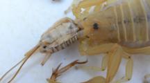 Scorpion Eating Cricket