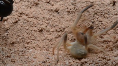 Camel Spider Viciously Attacks And Gruesomely Preys On Black Widow