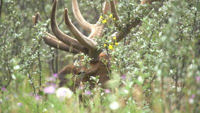 4K Male Elk through brush Close UP