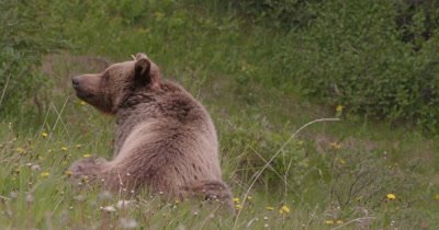 Grizzly Bear (Brown Bear) eating grass in meadow backed turned to camera, tag in ear - Slow motion 