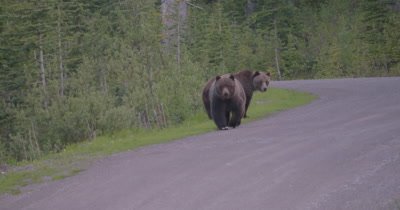 Grizzly Bear (Brown Bear) female runs toward camera, male stay back - Slow Motion - SLOG2  