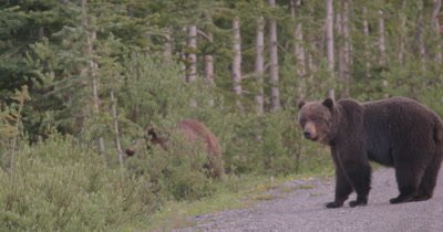Grizzly Bear (Brown Bear) male walks in to forest, female turns and walks away - Slow Motion - SLOG2