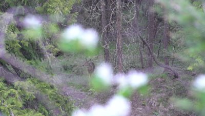 4K Deer - white tail in forest eating - NOT Colour Corrected