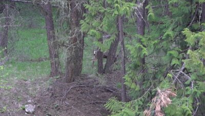 4K Deer - pan white tail in forest eating - NOT Colour Corrected