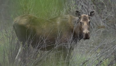 4K moose eating in swamp shot through brush - SLOG2