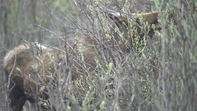 4K moose eating in swamp shot through brush - SLOG2