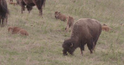 4K Wood Bison baby calves Lying and grazing on grass - SLOG2 NOT Colour Corrected