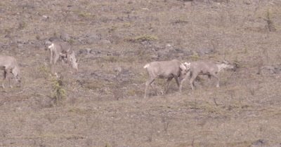 4K Caribou Male/Buck walking along hillside grazing, Pan, Zoom - SLOG2 NOT Colour Corrected