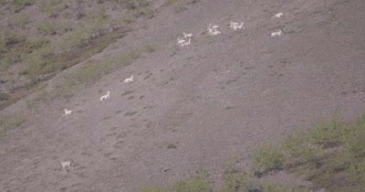 4K Dall Sheep herd resting on mountain side, heat waves, zoom out to extreme wide  - SLOG2
