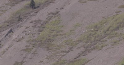 4K Dall Sheep grazing/crossing on mountain side, Wide Shot - SLOG2 