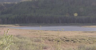 4K moose along lake far off, Lens flare, extreme wide shot - SLOG2 