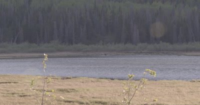 4K moose splashing in lake far off, Lens flare, extreme wide shot - SLOG2 