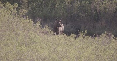 4K Moose walking up hill thru willow, water dripping from mouth, Slow Motion - SLOG2 