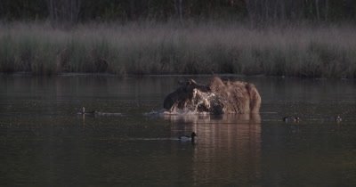 4K lone Moose slow motion eating under water raises head water beads off with ducks swimming around near sunset static - SLOG2 NOT colour corrected