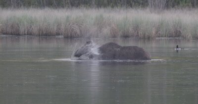 4K lone Moose head under water eating in lake raises it and shakes ducks swim around off low light after sunset static - SLOG2 NOT colour corrected
