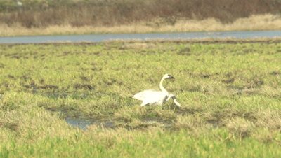 4K Trumpeter swans, pair feeding in swampy grass - SLOG2
