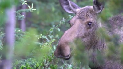 4K Moose female eating willow hidden in forest, Close Up - NOT Colour Corrected