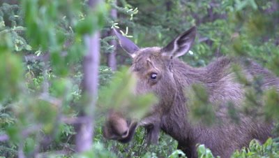 4K Moose female eating willow hidden in forest, tight shot - NOT Colour Corrected