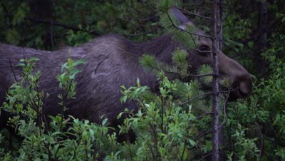 4K Moose female eating willow hidden in forest - NOT Colour Corrected