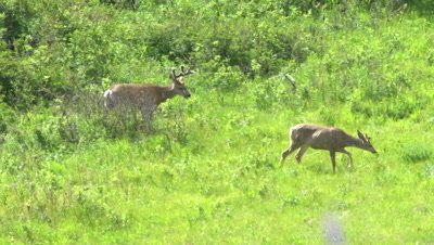 4K Deer male/buck and female walking thru grass eating - SLOG2