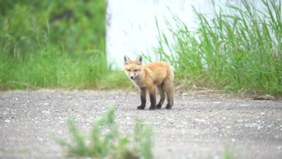 4K Red Fox pup lies down - SLOG2