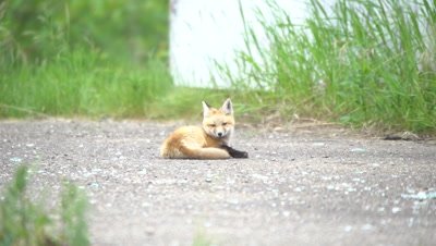 4K Red Fox pup curls up - SLOG2