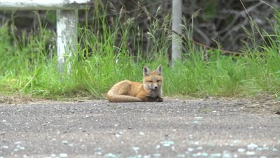 4K Red Fox pup lying down - SLOG2