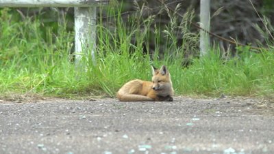 4K Red Fox pup lying down - SOG2