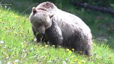 Grizzly Brown Bear grazing on grass and dandelions hill side, claws at ground - SLOG2