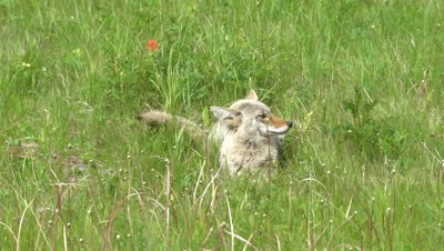 4K Coyote resting in grass looking around - NOT Colour Corrected