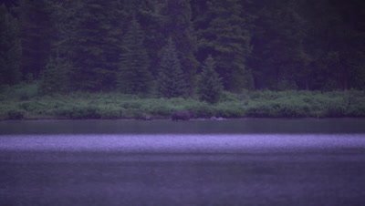 4K Elk exits water across lake in evening - NOT Colour Corrected